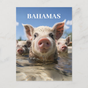 Premium Kwaliteit Bahama Zwem Varkens Exuma Strand Briefkaart
