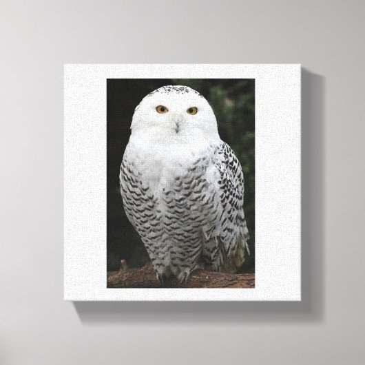 Premium - omgepakt canvas (glanzend) afdruk (Voorkant)