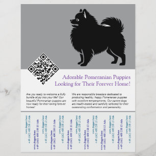 🐾 Premium Pomeranian Pups Beschikbaar Nu blauw Flyer