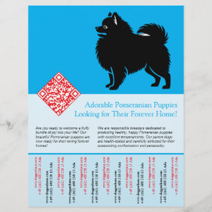 🐾 Premium Pomeranian Pups Beschikbaar Nu blauw Flyer