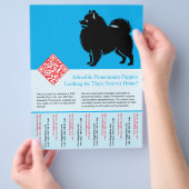 🐾 Premium Pomeranian Pups Beschikbaar Nu blauw Flyer (Hand)