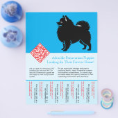 🐾 Premium Pomeranian Pups Beschikbaar Nu blauw Flyer (Enkel)