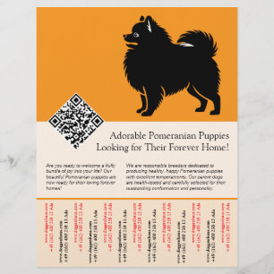 🐾 Premium Pomeranian Pups Beschikbaar Nu oranje Flyer