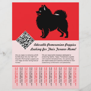 🐾 Premium Pomeranian Pups Beschikbaar Nu rood Flyer