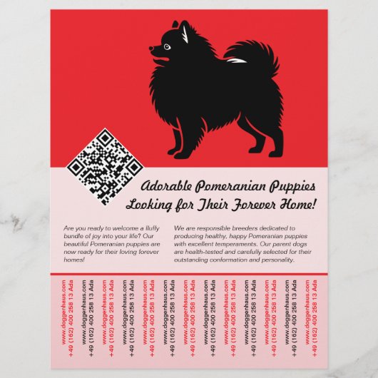 🐾 Premium Pomeranian Pups Beschikbaar Nu rood Flyer (Voorkant)