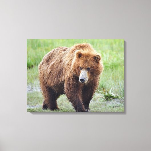 Premium Wrapped Canvas 24x18 met grizzly beer (Voorkant)