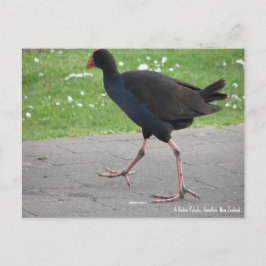 Prentbriefkaart, Inheemse Pukeko, Hamilton, Nieuw- Briefkaart