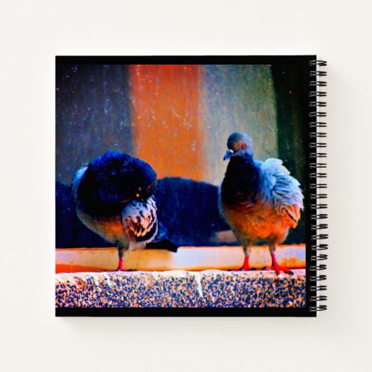 Prepische duiven notitieboek (Achterkant)