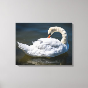 Presenteren witte zwaan uitzicht canvas print