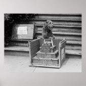 President Harding's Airedale Terrier, 1922 Poster (Voorkant)