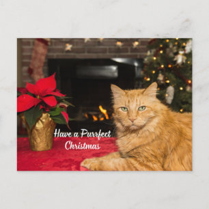 Prettig kerstfeest, schattige oranje kat  feestdagenkaart