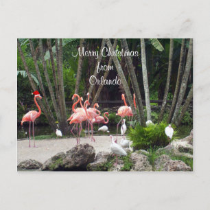 Prettig kerstfeest vanuit Orlando - Roze Flamingo' Feestdagenkaart