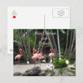 Prettig Kerstfeest vanuit Orlando - Roze Flamingo' Feestdagenkaart (Voorkant / Achterkant)