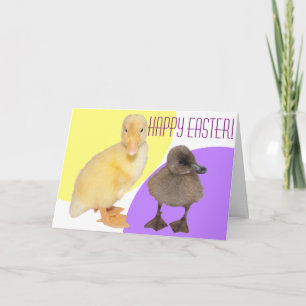 Prettig Pasen Lieve Donzige Eendjes Fotografie Feestdagen Kaart