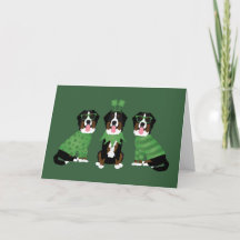 Prettig St. Patrick's Dag Berner Sennenhonden