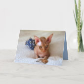 Prettig Vakantie Sfinx Kat Met Blauwe Tinsel Kaart (Achterkant)