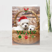 Prettige feestdagen: Maltese Puppies Feestdagen Kaart (Voorkant)