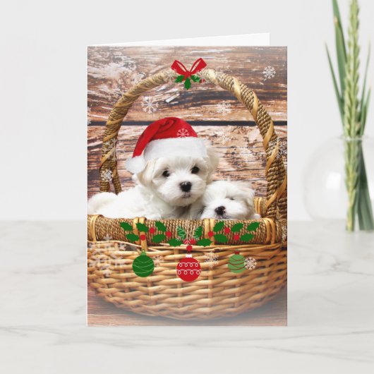Prettige feestdagen: Maltese Puppies Feestdagen Kaart (Voorkant)