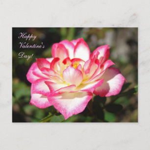 Prettige Valentijnsdag! ansichtkaarten Roze Rozen Feestdagenkaart