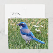 Pretty Blauwe Scrub Jay Vogel Foto Bedankt Briefkaart (Voorkant / Achterkant)