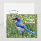 Pretty Blue Scrub Jay Vogel Foto Verjaardag Briefkaart (Voorkant / Achterkant)