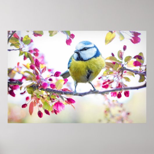 Pretty Blue & Yellow Bird on a Branch Photograph Poster (Voorkant)