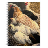 Pretty  Chickens Notebook Notitieboek (Voorkant)