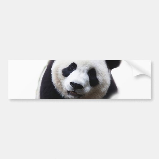 Pretty Close-up Panda Kunstwerk Bumper Sticker (Voorkant)