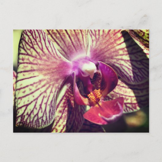 Pretty Orchid Flower Personalized Briefkaart (Voorkant)