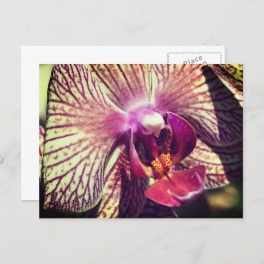 Pretty Orchid Flower Personalized Briefkaart (Voorkant / Achterkant)