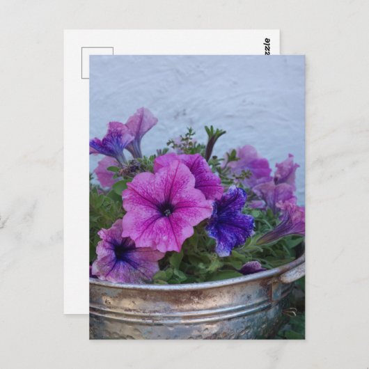 Pretty Petunias Briefkaart (Voorkant / Achterkant)
