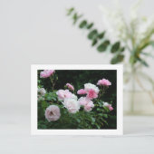 pretty pink and white rose flower bushes. Floral, Briefkaart (Staand voorkant)
