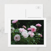 pretty pink and white rose flower bushes. Floral, Briefkaart (Voorkant / Achterkant)
