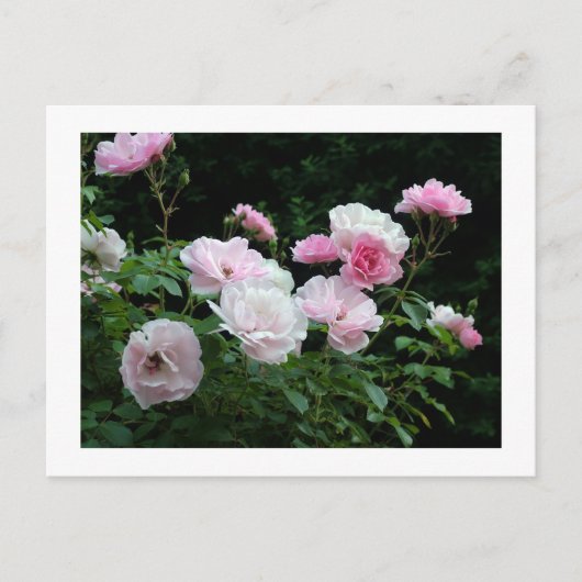 pretty pink and white rose flower bushes. Floral, Briefkaart (Voorkant)