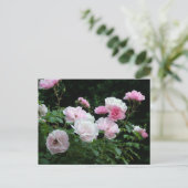pretty pink and white rose flower bushes. Floral, Briefkaart (Staand voorkant)