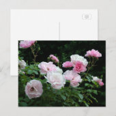 pretty pink and white rose flower bushes. Floral, Briefkaart (Voorkant / Achterkant)