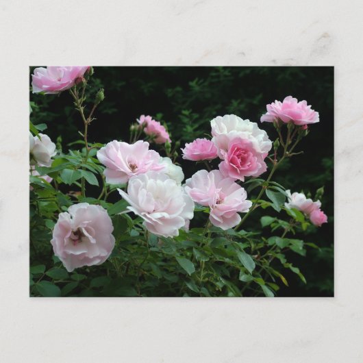 pretty pink and white rose flower bushes. Floral, Briefkaart (Voorkant)