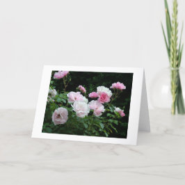 pretty pink and white rose flower bushes. Floral, Feestdagen Kaart