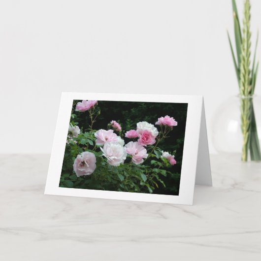 pretty pink and white rose flower bushes. Floral, Feestdagen Kaart (Voorkant)