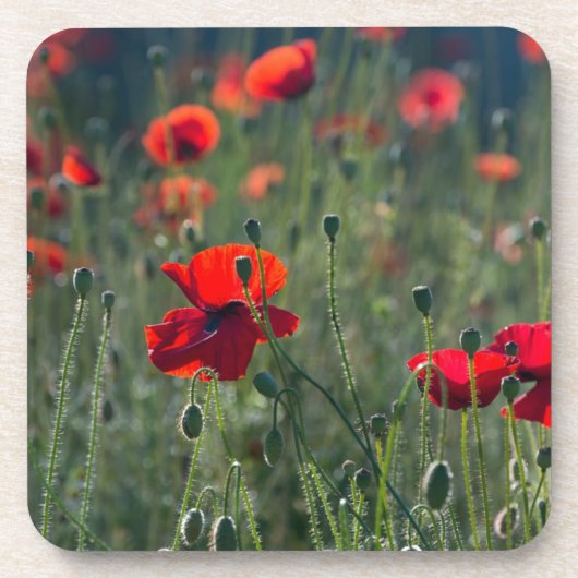 Pretty Poppies in Wild Meadow Photo Bier Onderzetter (Voorkant)
