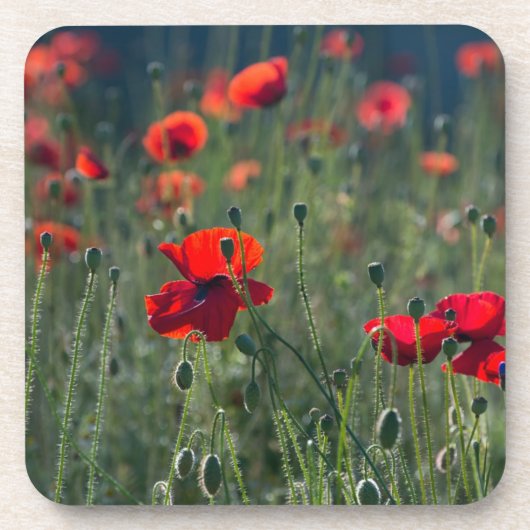 Pretty Poppies in Wild Meadow Photo Bier Onderzetter (Voorkant)