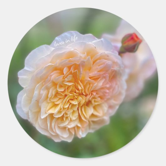 Pretty Pretty Roos Ronde Sticker (Voorkant)