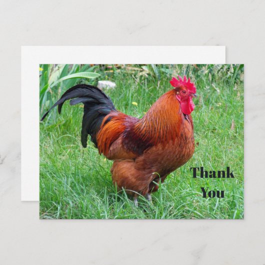 Pretty Red Chicken Profielfoto Bedankt Briefkaart (Voorkant / Achterkant)