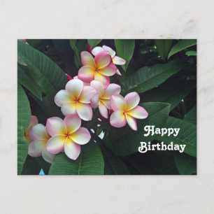 Pretty Roze en Gele Plumeria Bloemige Verjaardag Briefkaart