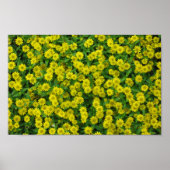 Pretty Small Yellow Flowers Poster (Voorkant)