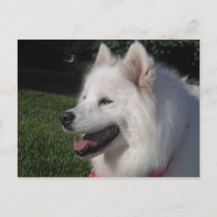 Pretty Sweet White Samoyed Dog Briefkaart