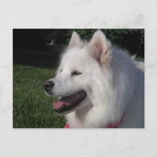 Pretty Sweet White Samoyed Dog Briefkaart