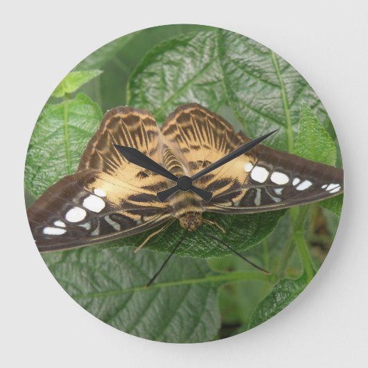 Pretty Tropical Clipper Butterfly Wall Clock Grote Klok (Voorkant)
