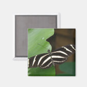 Pretty Zebra Langvleugelvlinder Magneet (Voorkant / Achterkant)