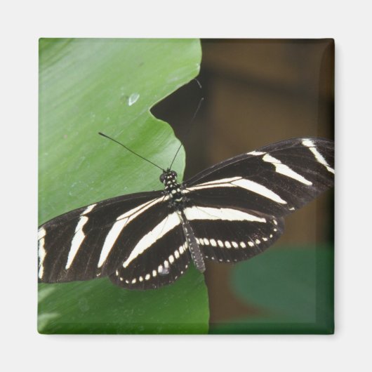 Pretty Zebra Langvleugelvlinder Magneet (Voorkant)